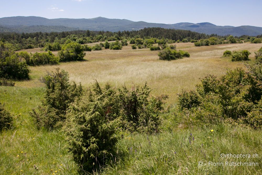 Landschaft - SI, Obalno-kraška, Kozina, 09.06.2014