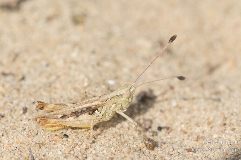 Myrmeleotettix antennatus ♂ - HU, Südliche Grosse Tiefebene, Kecskemét, 08.07.2016