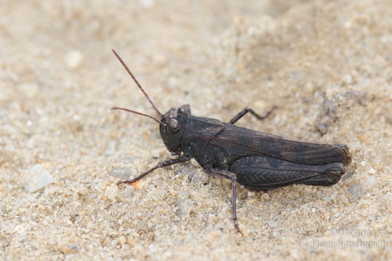 Celes variabilis ♂ - GR, Zentralmakedonien, Efkarpia, 30.06.2017