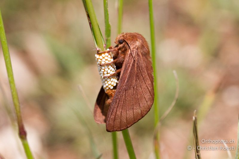 ♀ von Malacosoma franconica (oder ähnliche Art) bei der Eiablage - HR, Istrien, Galižana, 04.06.2014