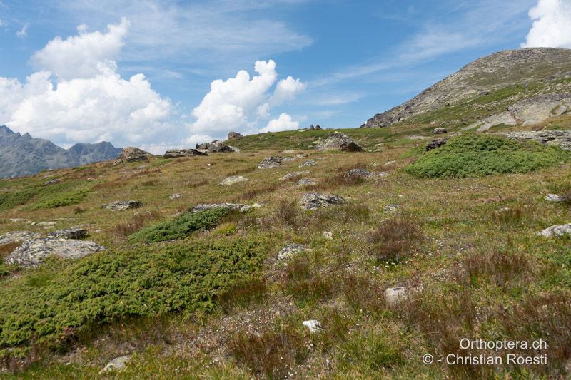 Alpine Rasen zwischen Zwergstrauchheiden auf über 2000 m.ü.M. - CH, VS, Saas Balen, 12.08.2024