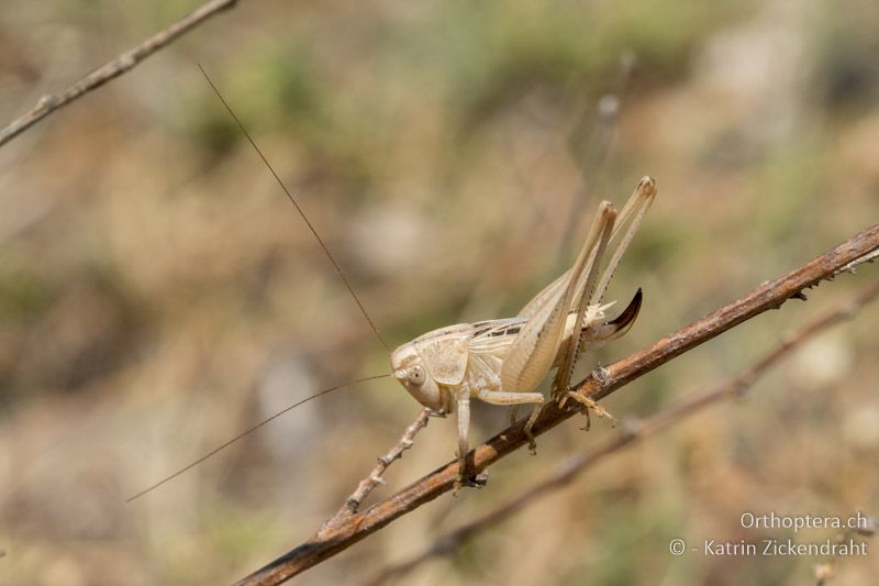 Tessellana nigrosignata ♀ - GR, Westmakedonien, Xino Nero, 10.07.2017