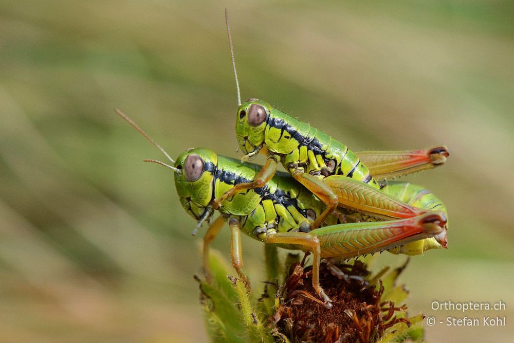 Micropodisma salamandra ♂♀ - HR, Istrien, Račja Vas, Dol, 24.07.2015