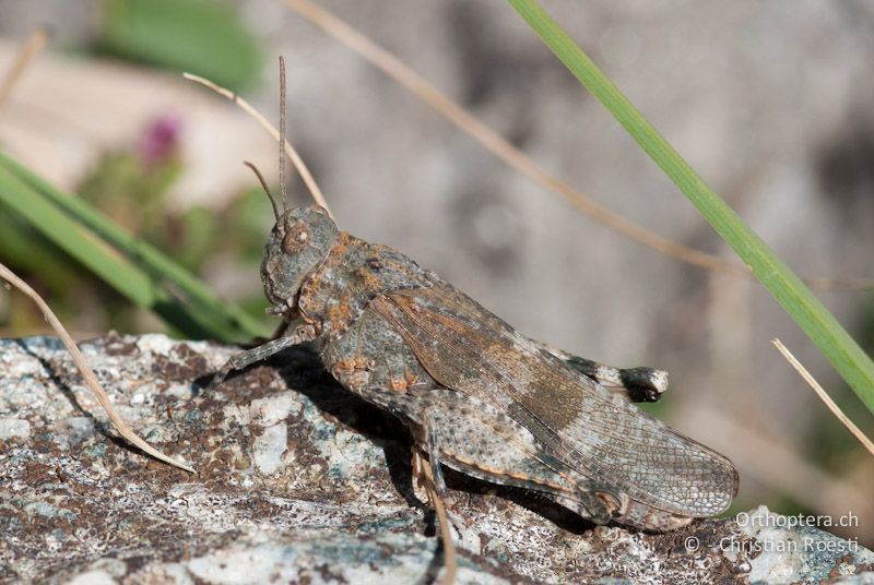 Oedipoda germanica ♀ - IT, Piemont, Pontechianale, 23.09.2009