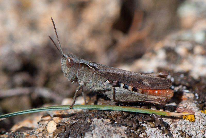 Chorthippus vagans ♀ - FR, Pyrénées Orientales, Enveitg, 06.10.2010