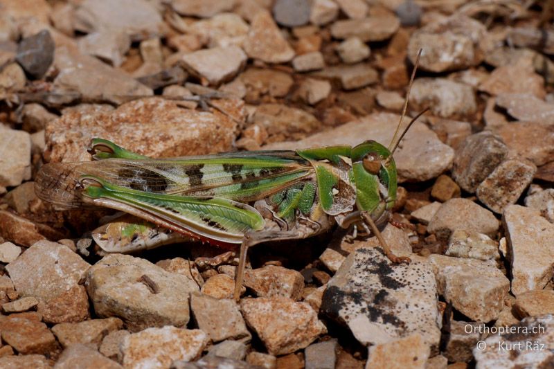 Kreuzschrecke (Oedaleus decorus) ♀ - FR, bei Manosque, 05.07.2014