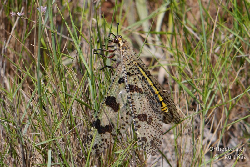 Ameisenjungfer (Palpares libelluloides) - FR, Plateau d' Aumelas, 11.07.2014