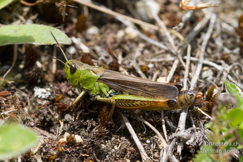 Stauroderus scalaris ♀ - CH, VS, Ulrichen, 01.07.2011