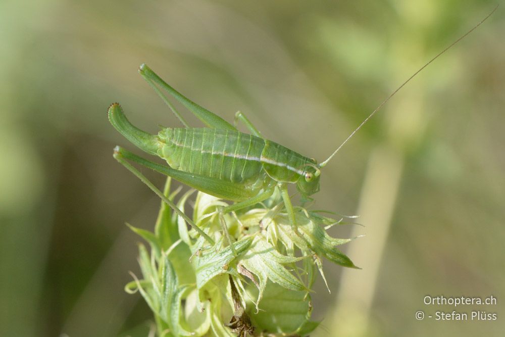 Poecilimon elegans ♀ - HR, Istrien, Vela Učka, 20.07.2015