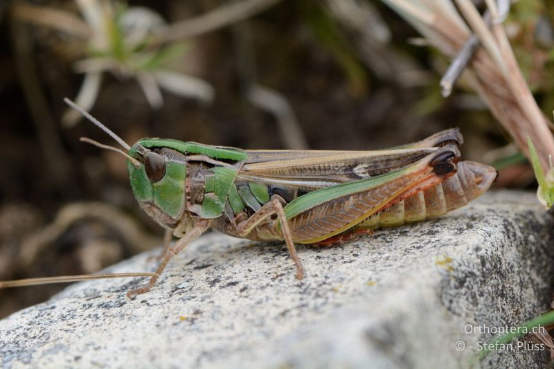 Stenobothrus fischeri glaucescens ♀ - FR, Mont Ventoux, 04.07.2014