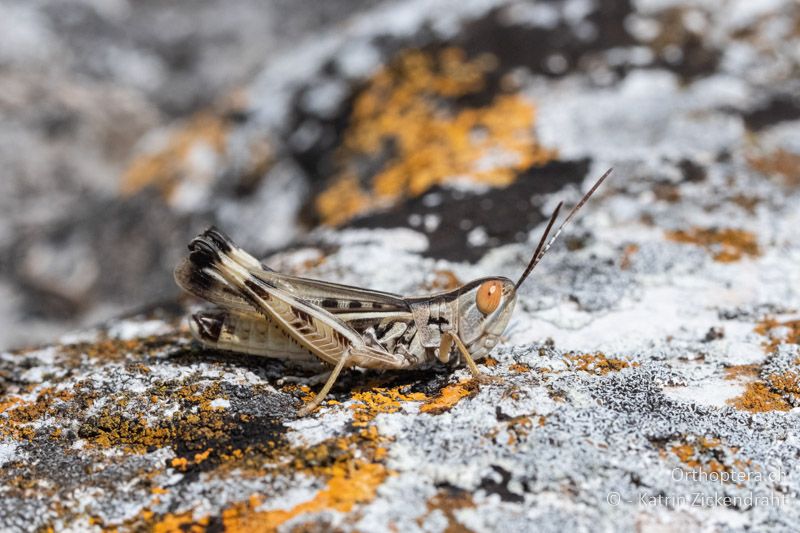 Ramburiella turcomana ♂ - BG, Chaskowo, Matochina, 09.07.2018