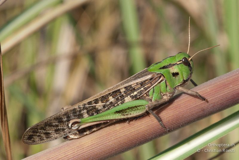 Locusta migratoria cinerascens, Weibchen