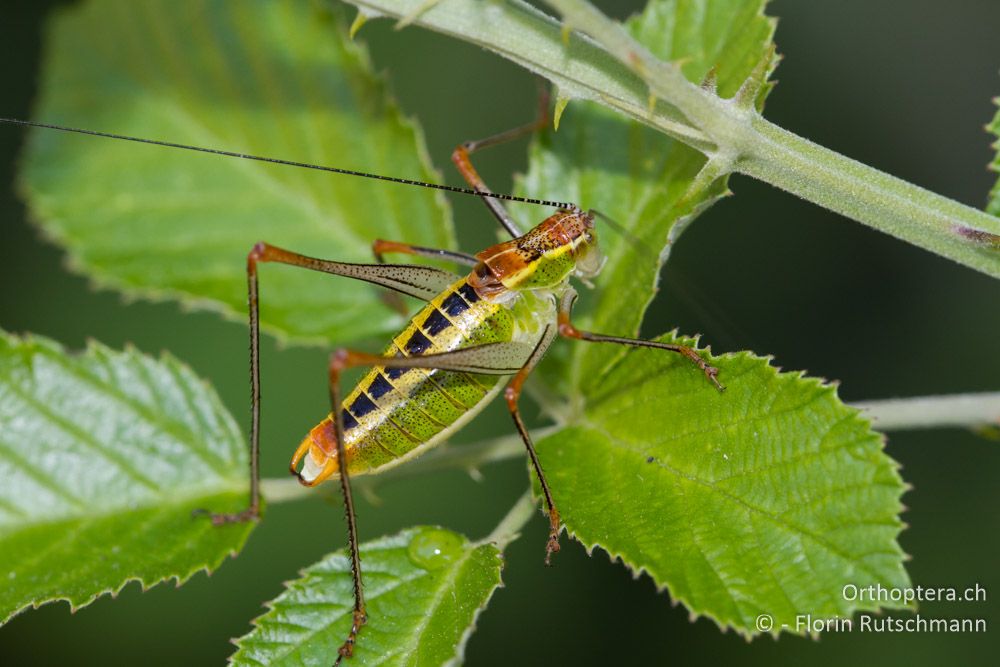 Im Westen Nordgriechenlands ist Poecilimon jonicus jonicus weit verbreitet - Bei Tyria, 12.07.2011