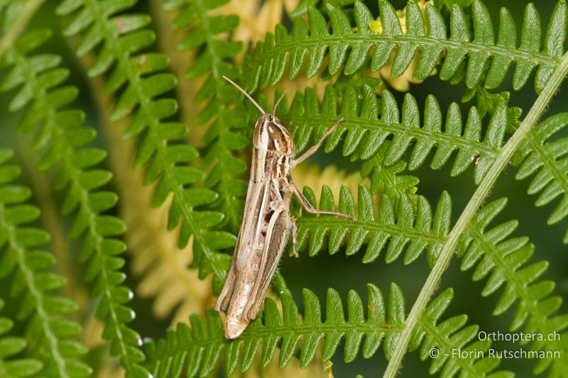 Euchorthippus declivus ♀ - GR, Zentralmakedonien, Mt. Olympos, 04.08.2012