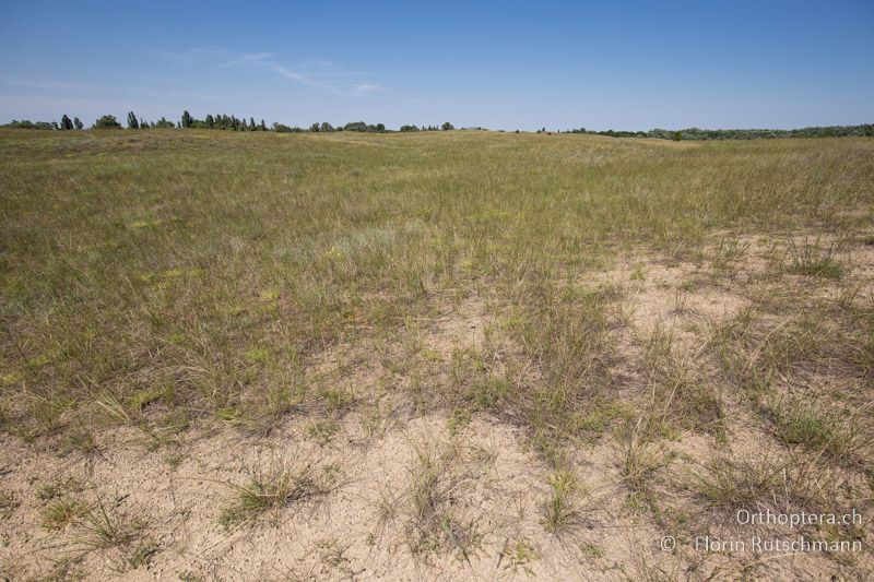 Lückig bewachsene Sanddünen - HU, Südliche Grosse Tiefebene, Kecskemét, 08.07.2016