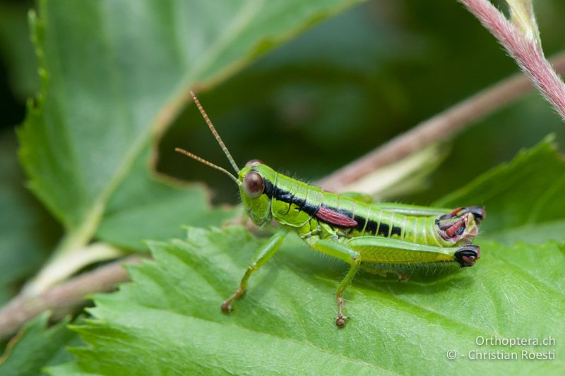 Odontopodisma schmidtii ♂ - IT, Venetien, Brendola, 22.06.2010