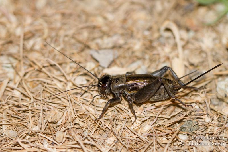 Melanogryllus desertus ♀ - GR, Thrakien, Evrosdelta, 11.05.2013