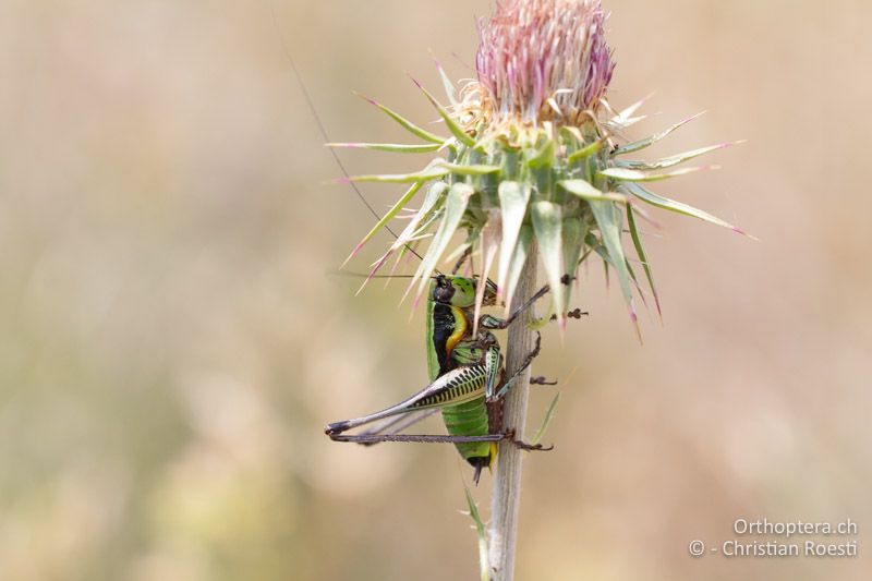 Eupholidoptera schmidti ♂ - HR, Istrien, Premantura, 05.06.2014