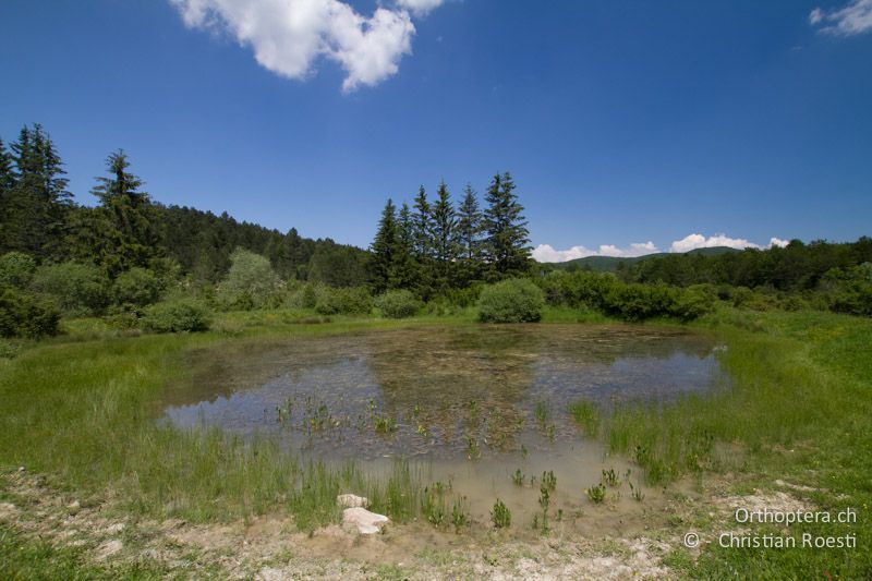 Libellenseelein - HR, Istrien, Račja Vas, 10.06.2014