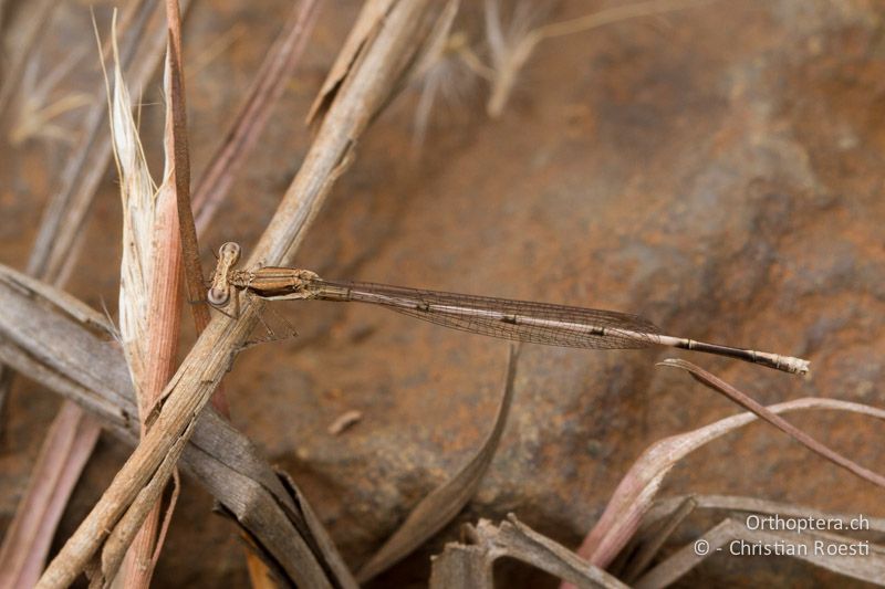 Elattoneura glauca, Common Threadtail ♂ imm. - SA, Mpumalanga, Matibidi, Seitenbach vom Blyde River, 10.01.2015