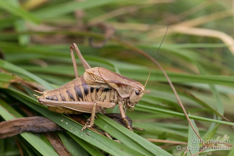 Psorodonotus illyricus ♂ - HR, Istrien, Račja Vas, Dol, 24.07.2015