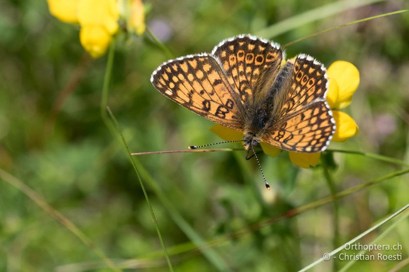 Wegerich-Scheckenfalter (Melitaea cinxia) - HR, Primorje-gorski Kotar, Vela Učka, 22.06.2016