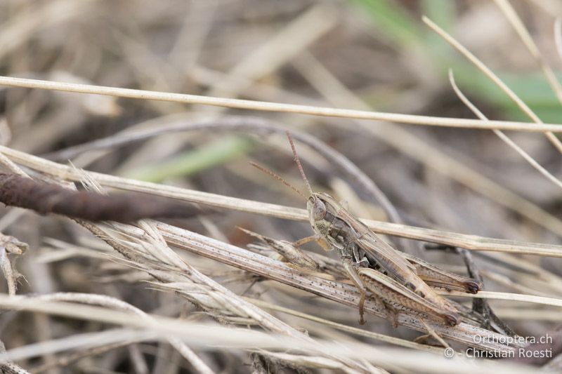 Zwerg-Heidegrashüpfer (Stenobothrus crassipes) ♂ - AT, Niederösterreich, Ebergassing, 08.07.2018