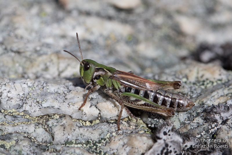 Aeropedellus variegatus ♀ - CH, GR, Muottas Muragl, 19.09.2019