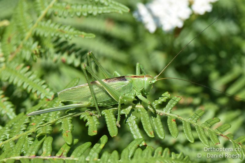 Tettigonia balcanica ♀ - BG, Blagoevgrad, Bansko, 14.07.2018