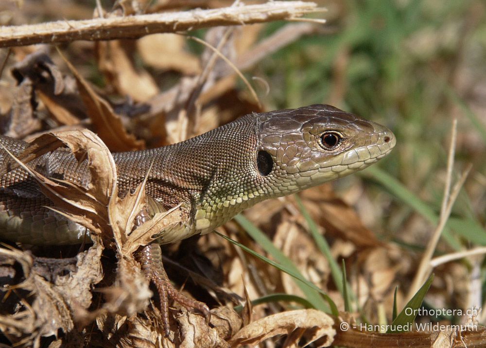 Östliche Smaragdeidechse (Lacerta viridis) juv. - GR, Thessalien, Kalampaka (Meteora), 13.07.2013