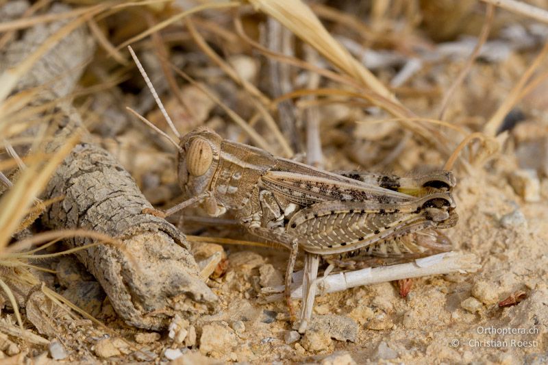 Calliptamus barbarus cf. palaestinensis. Wadi Mujib, 24.05.2011