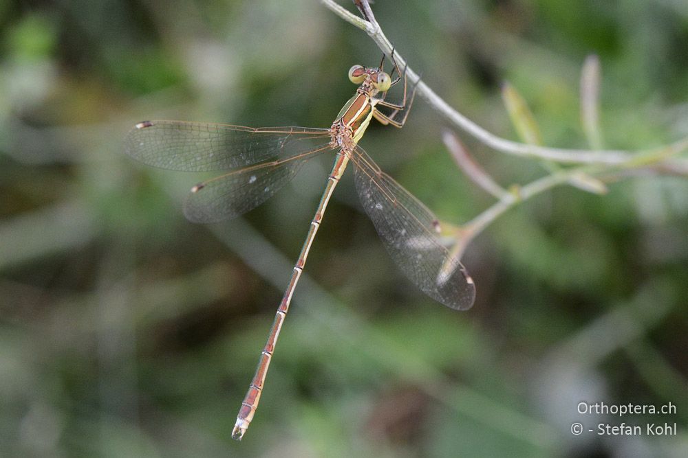 Lestes barbarus ♂ - HR, Istrien, Račja Vas, 24.07.2015