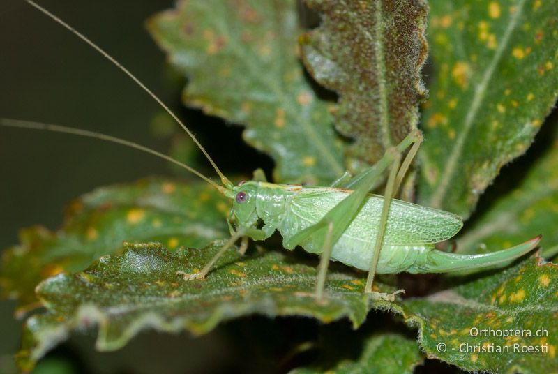 Meconema thalassinum ♀ - FR, Ariège, Tuc de Montcalibert bei St-Girons, 08.08.2009