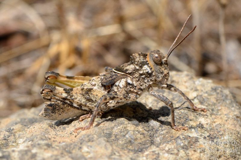 Glyphotmethis heldreichi ♂ - GR, Thessalien, Meteora, 13.07.2013