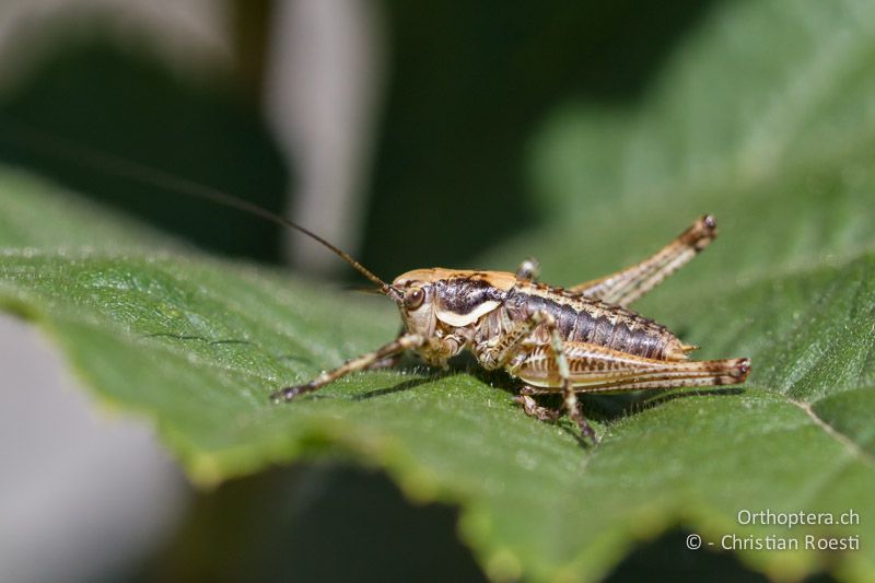 Larve von Antaxius pedestris ♂ im zweitletzten Stadium - CH, VS, Gampel, 10.08.2013