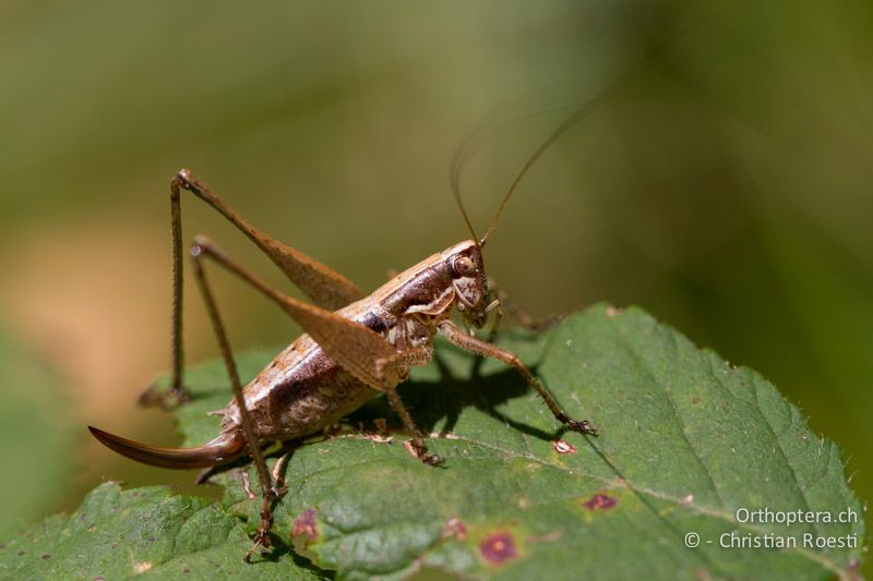 Yersinella raymondii ♀ - CH, TI, Mt. Caslano, 02.09.2013