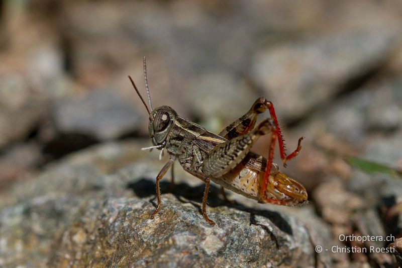 Calliptamus siciliae ♂. Die Flügellänge ist deutlich kürzer als bei Calliptamus italicus - CH, TI, Castel-San-Pietro, 02.09.2013