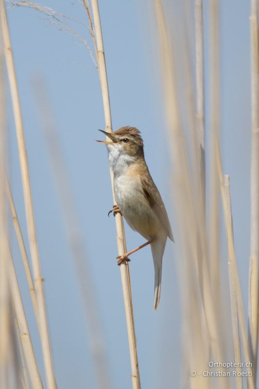 Der Feldrohrsänger (Paddyfield Warbler, Acrocephalus agricola) ist für viele die Hauptattraktion der Bulgarienreise. Durankulak, 30.04.2012