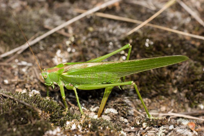 ♀ von Tettigonia viridissima bei der Eiablage - CH, VS, Les Follatères, 21.07.2008