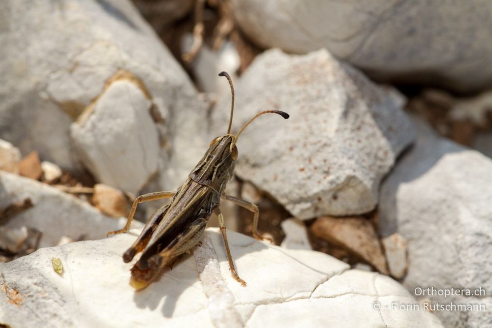 Stenobothrus clavatus Männchen - Mt. Tomaros, 13.07.2011