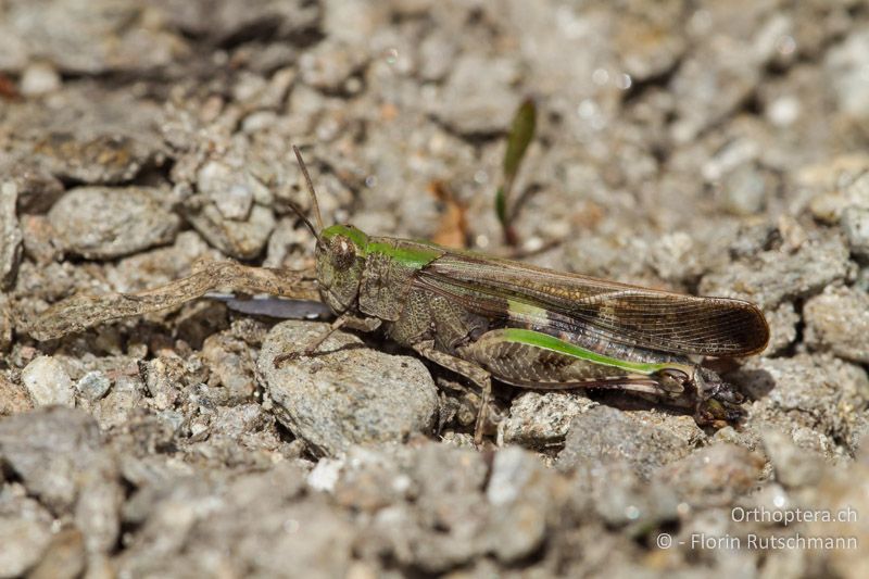 Aiolopus strepens ♀ nach der Überwinterung - CH, TI, Mugena, 17.05.2012