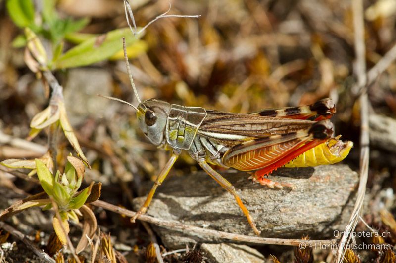 Arcyptera microptera ♂ - GR, Westmakedonien, Mt. Vernon, 13.07.2012