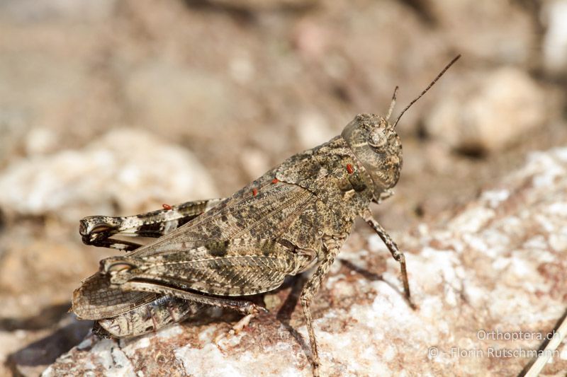 Celes variabilis ♀ - GR, Mittelgriechenland, Grammeni, 22.06.2013