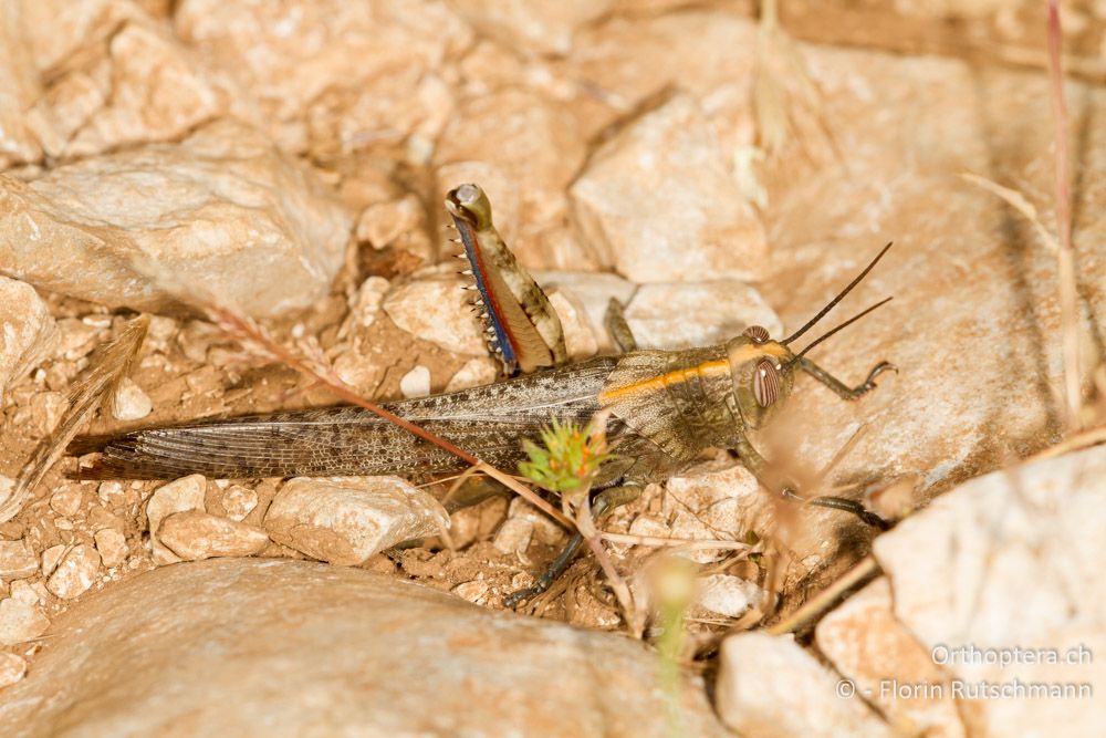 Anacridium aegyptium bei der Eiablage - HR, Istrien, Herboki, 15.06.2014