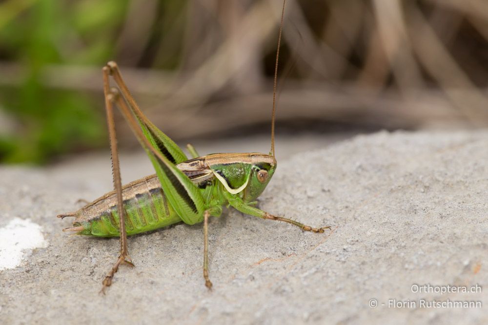 Modestana modesta Männchen - HR, Lika-Senj, Velebit Nationalpark, 28.07.2014