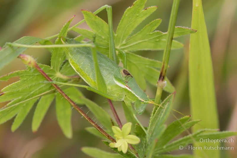 Isophya modestior ♂ - AT, Niederösterreich, Eichkogel bei Mödling, 04.07.2016