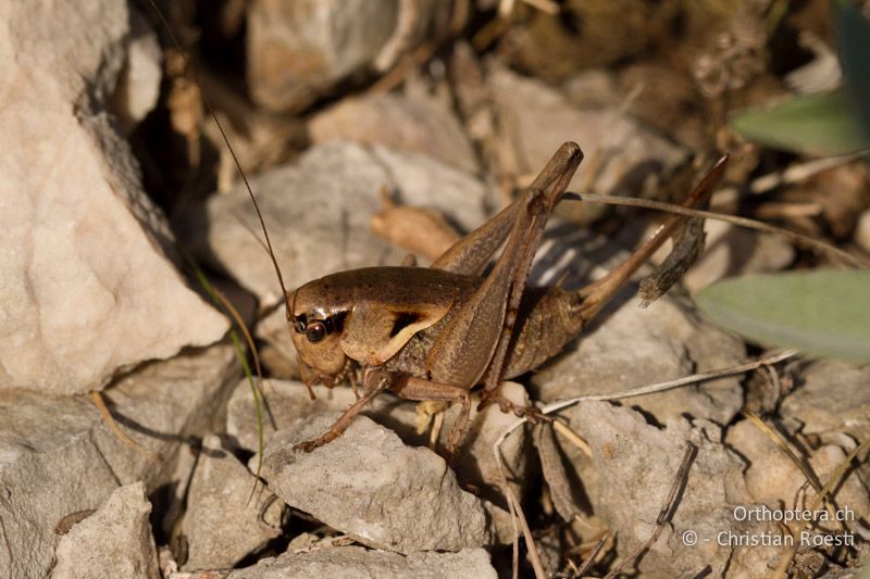 Pholidoptera dalmatica ♀ - HR, Primorje-Gorski, Jurandvor, 07.06.2014