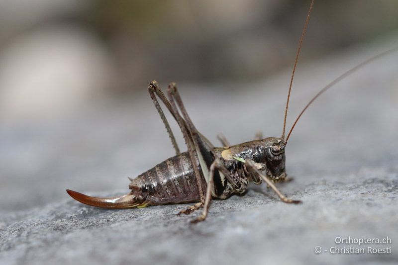 Antaxius difformis ♀ - AT, Kärnten, Bad Vellach, beim südlichsten Punkt Österreichs, 17.09.2016