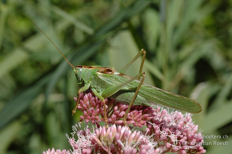 Tettigonia viridissima ♂ - CH, VS, Sierre, 01.08.2007