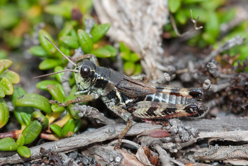 Bohemanella frigida ♂ - CH, TI, Gotthardpass, 21.08.2009